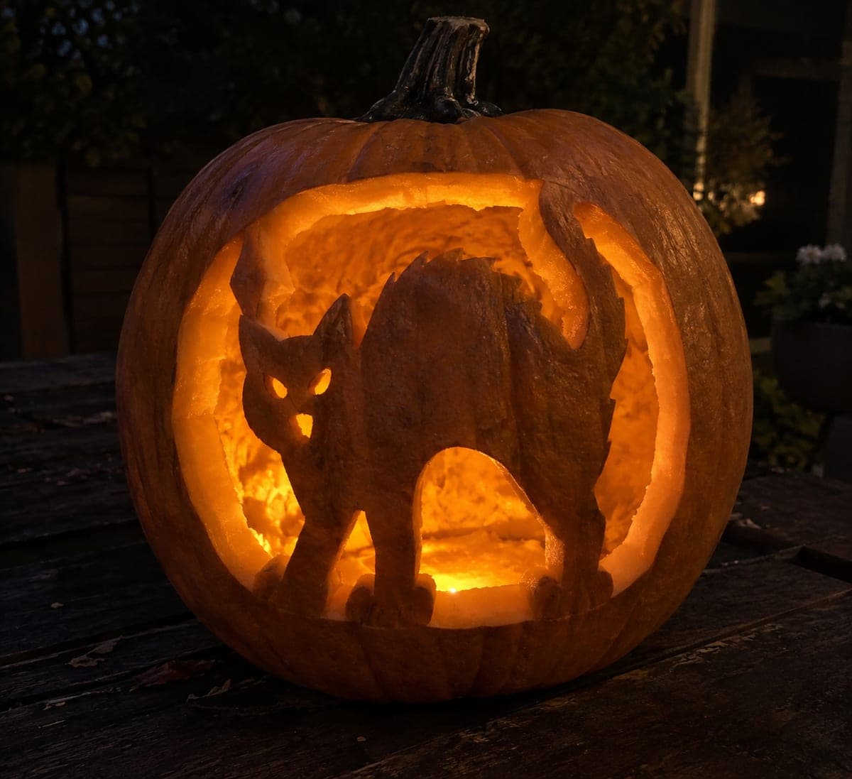 Arch-Backed Cat Retained in an Open Glowing Pumpkin Frame