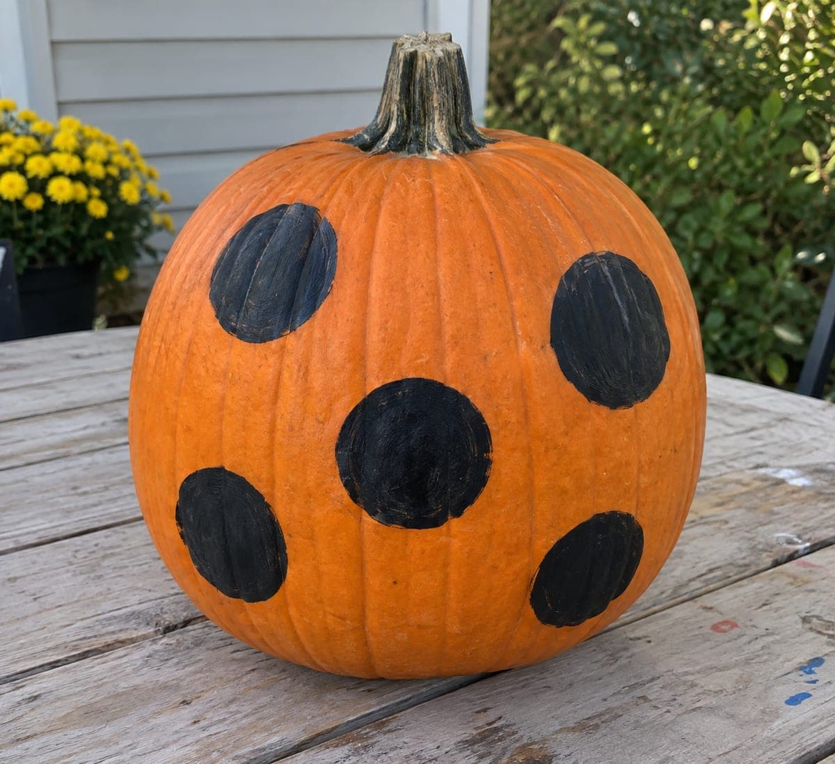 Black Polka Dot Pumpkin for No-Carve Beginners