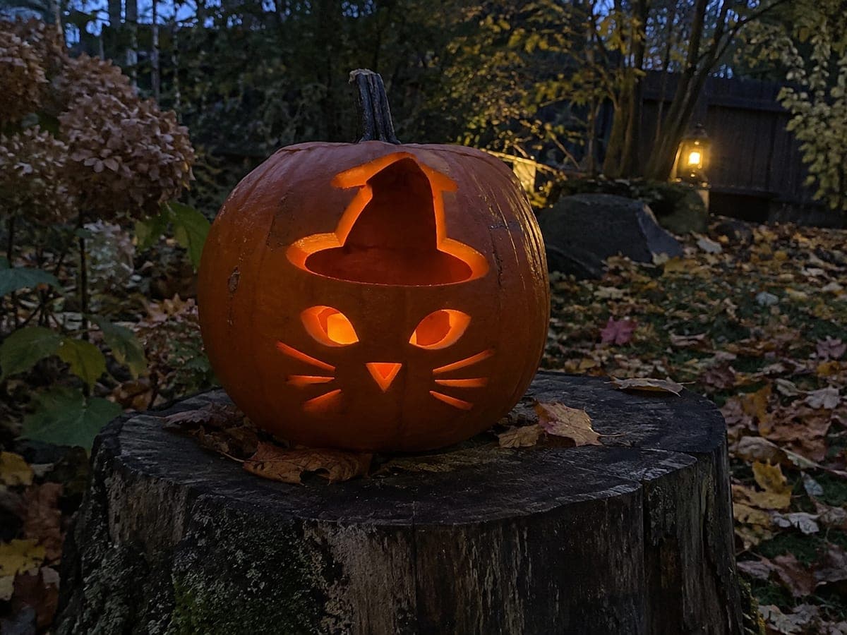 Cat with Witch Hat Opening and Glowing Face Pumpkin