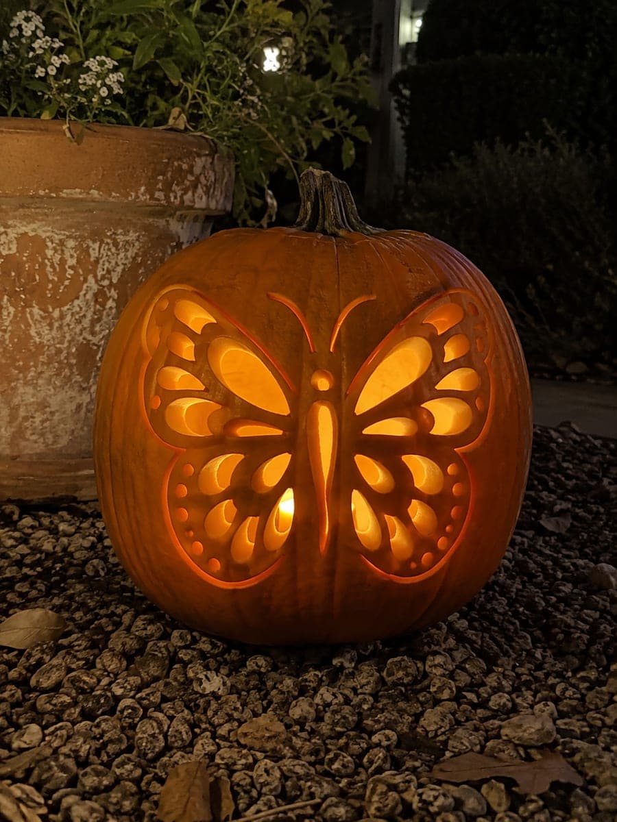 Expert Symmetrical Butterfly Pumpkin with Sixteen Apertures