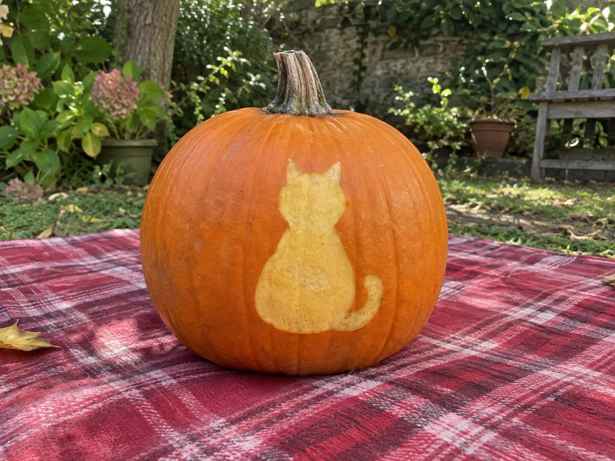 Scraped Cat Silhouette Pumpkin Without Any Cutouts