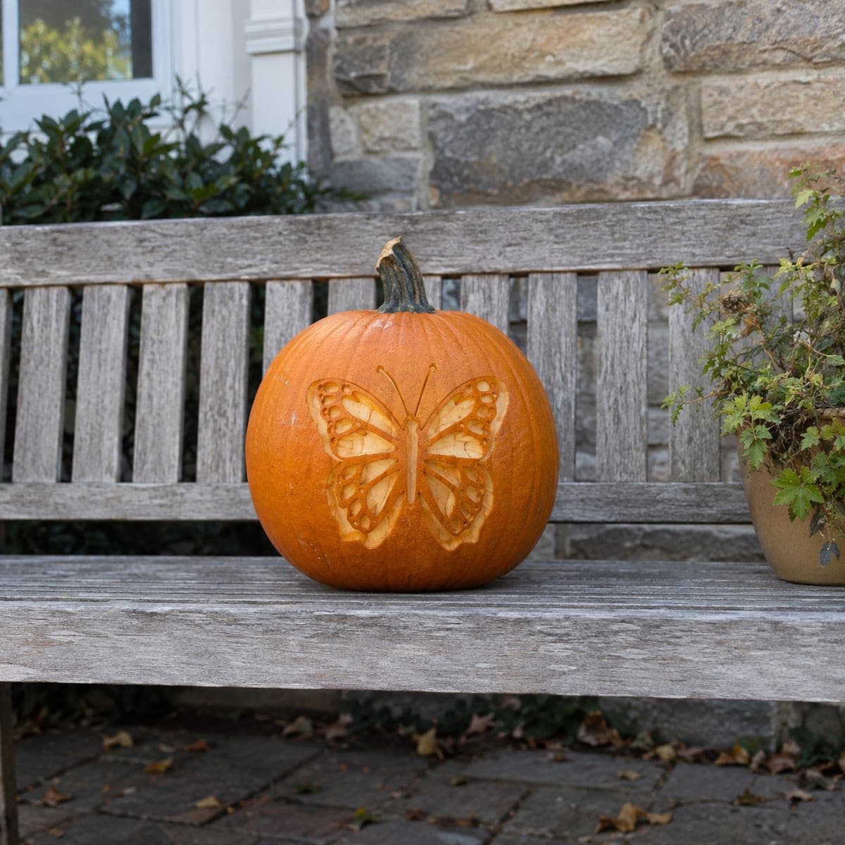 Detailed Butterfly Surface-Carved Pumpkin