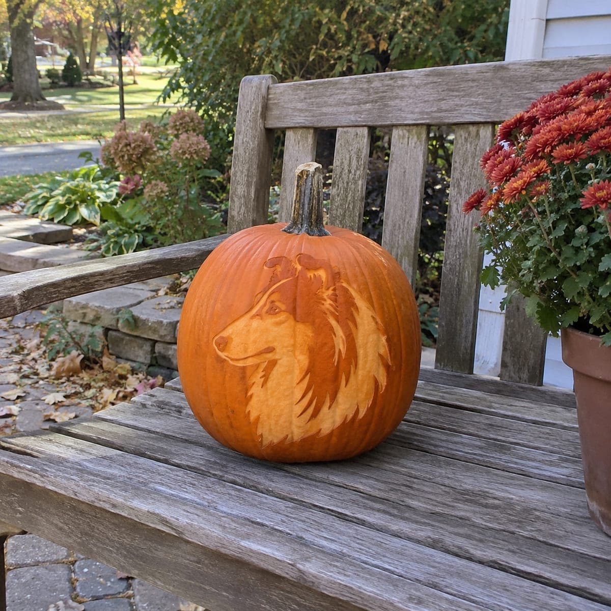 Collie Profile Etched Pumpkin Portrait