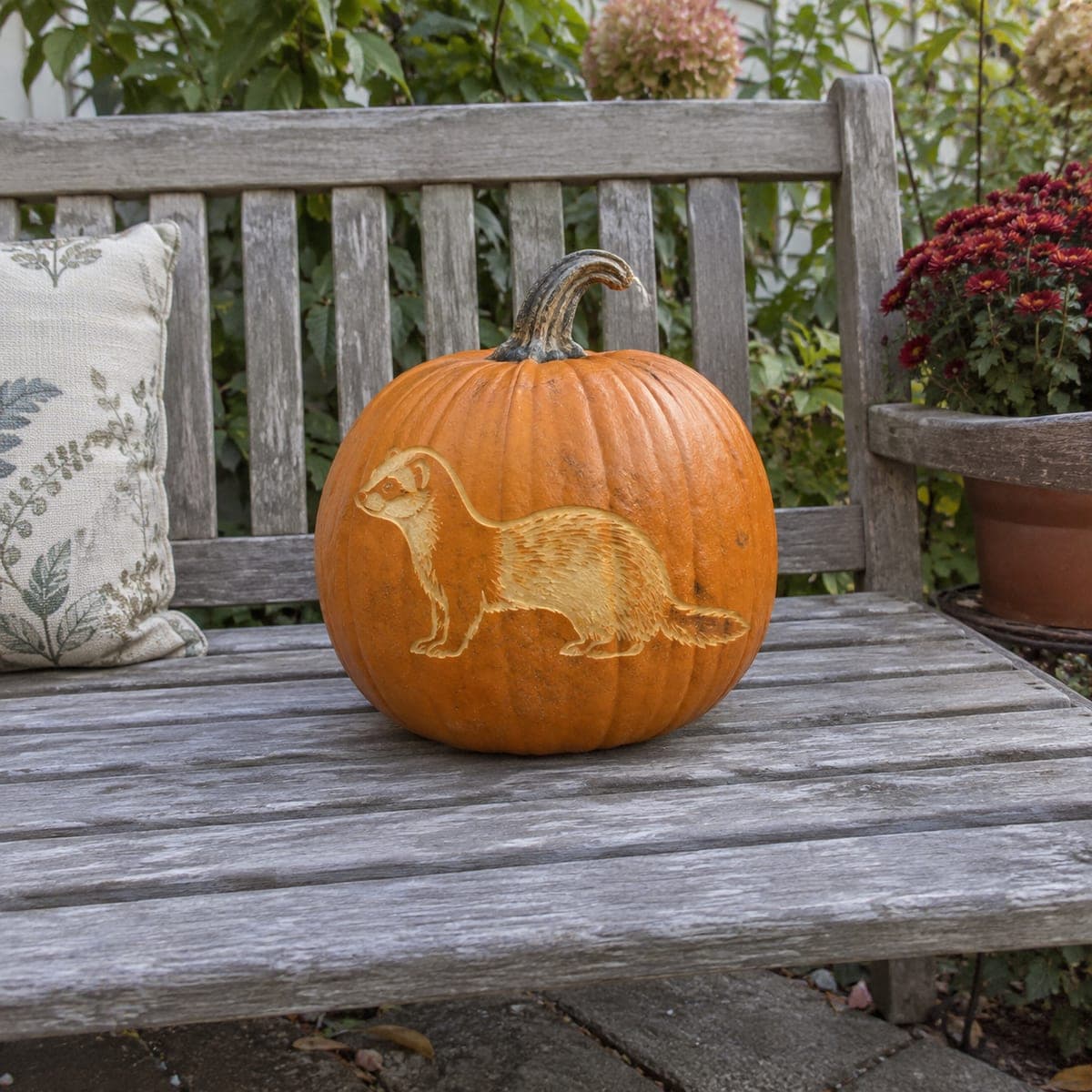 Curious Ferret Surface Carved Pumpkin