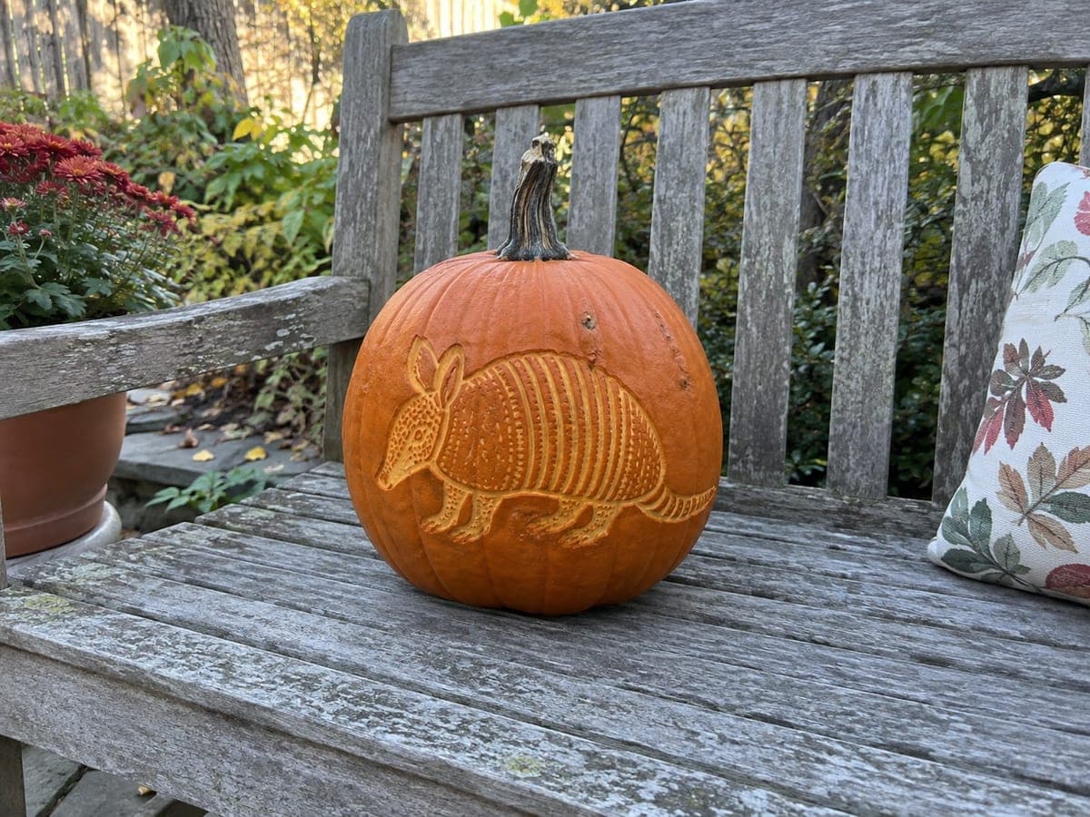 Strolling Armadillo Etched Pumpkin Design