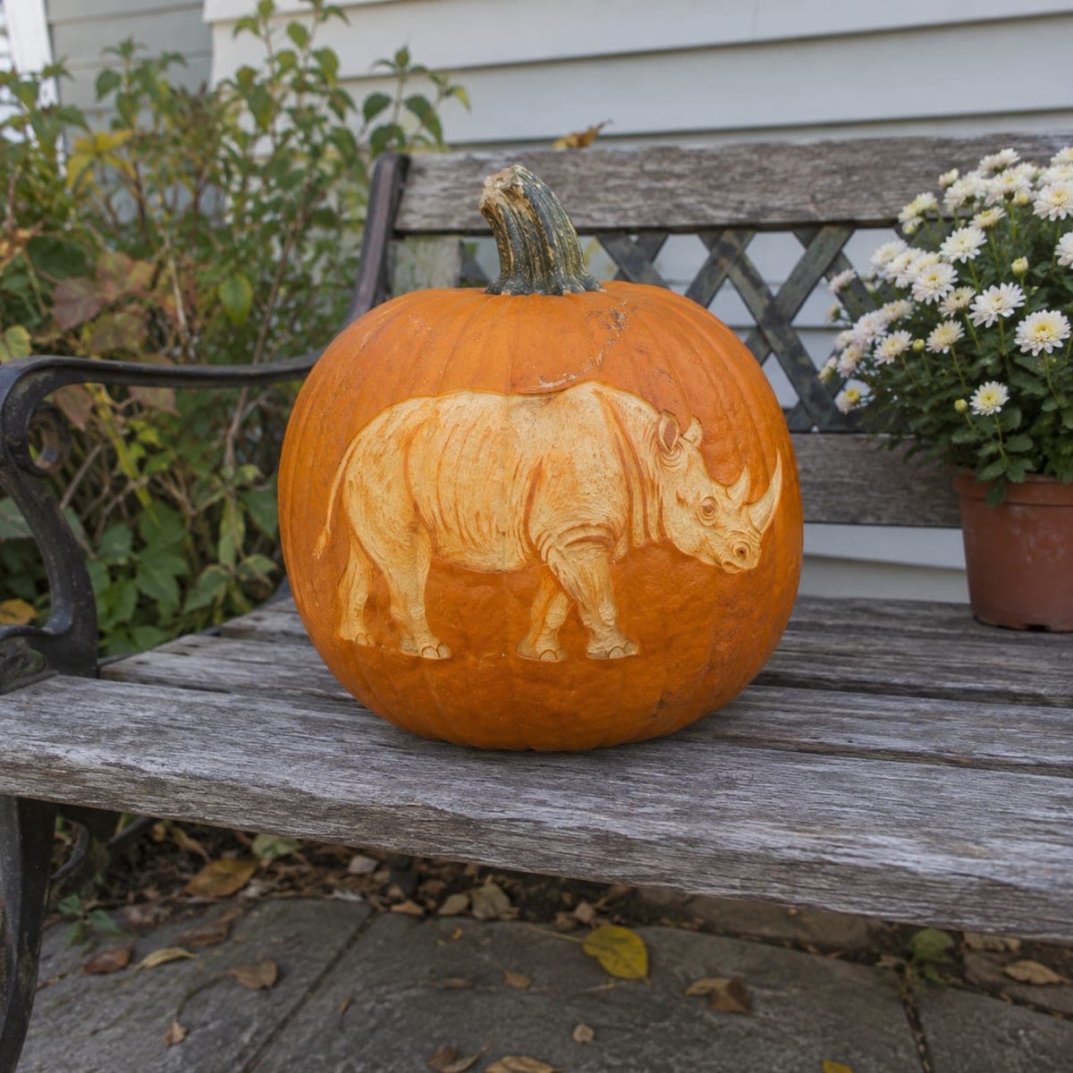 Rhino Relief Carved Pumpkin Sculpture