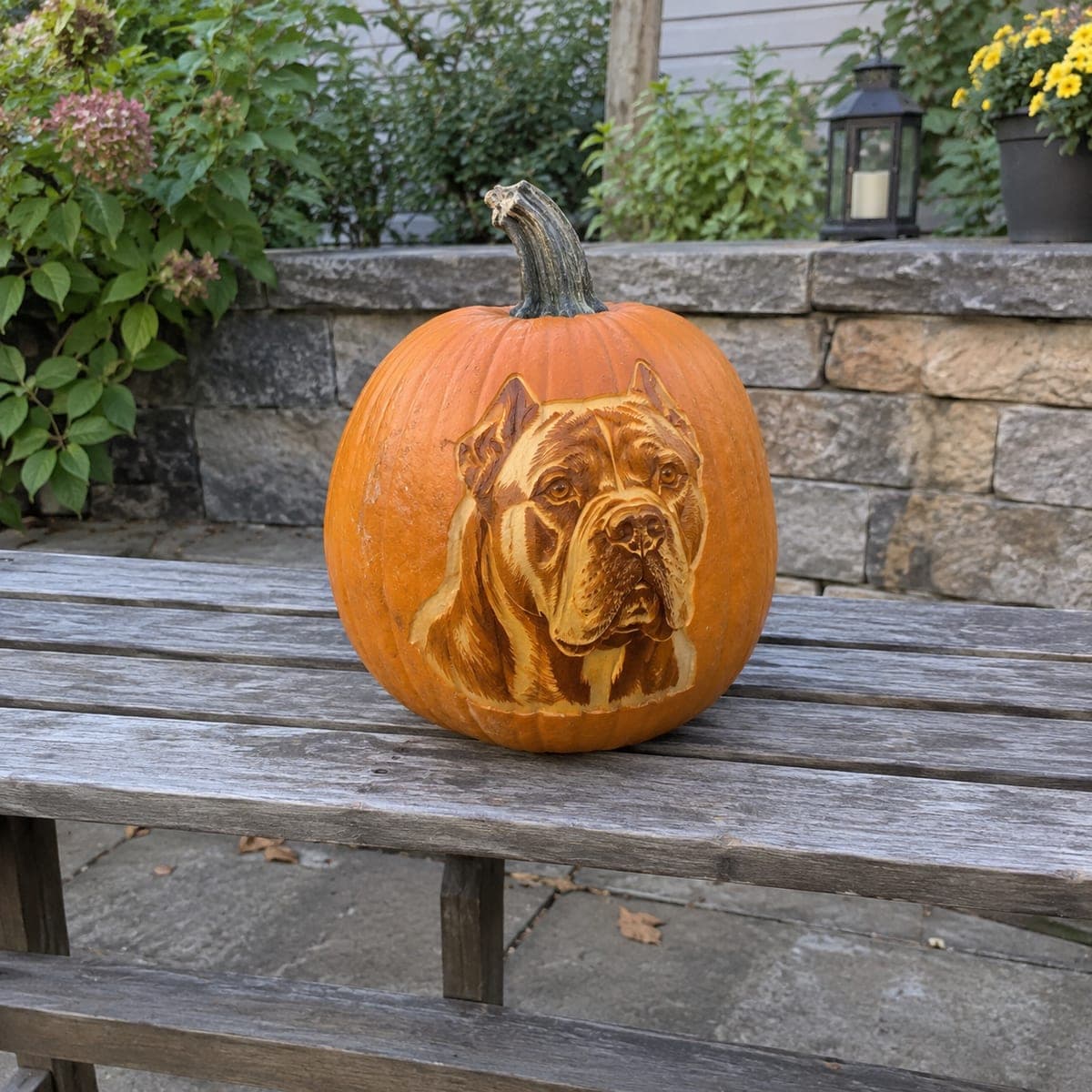 Noble Mastiff Dog Etched Pumpkin Portrait