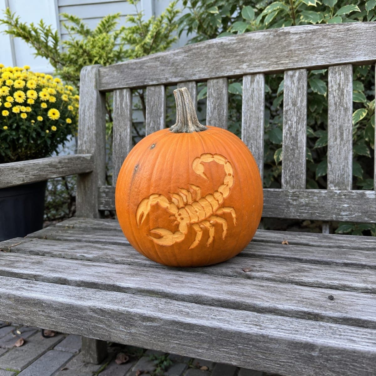Desert Scorpion Etched Pumpkin Carving